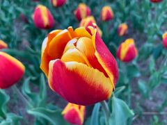 -长春公园(普阳街道)