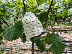 -马陆小张葡萄园农家乐