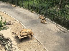 -大连森林动物园