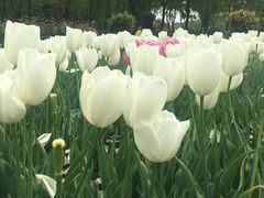 -上海鲜花港