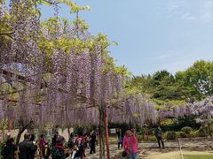 -嘉定紫藤园