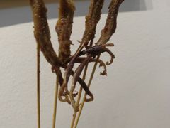 -逗烤·轻烧烤(福田店)