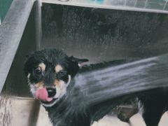 -爪吧宠物乐园 (温榆河示范区店)