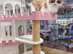 -青奢宠物·青奢猫舍