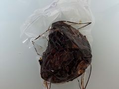 -傅记酱肉
