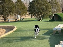 -爪吧宠物乐园 (温榆河示范区店)