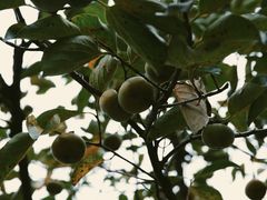 -木守西溪溪隐餐厅