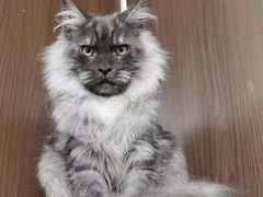 -青奢宠物·青奢猫舍