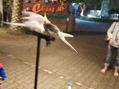 -清迈夜间动物园
