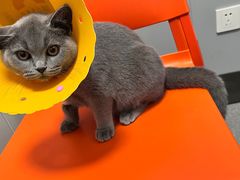 -伟伟宠物医院·瑞派猫友好医院·猫科(光谷店)