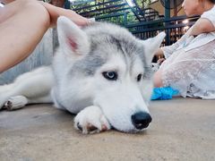 -TrueLove @ Neverland (Husky Cafe)