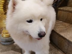 -more than meow吴止猫主题餐厅(承德 中船汇店)