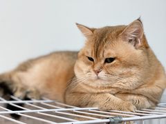 -柴迷FANS CLUB·柴犬狗咖·猫咖