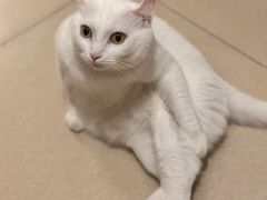-北京观赏动物医院·24小时大型综合·猫专科·异宠专科