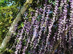 -同里国家湿地公园