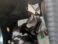 -喜多萌中农锦绣动物医院24H·猫科·牙科MRI·CT