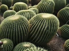 -北京植物园-展览温室