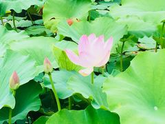 景点-荷花荡