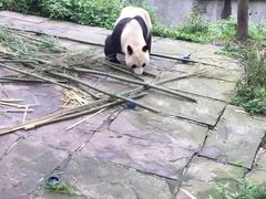 碧峰峡-碧峰峡风景区