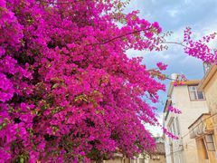 -嘉华鲜花饼(大理元帅府店)