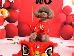 -读宠于你·约克夏比熊·睫角守宫·爬宠售卖(高新店)