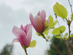 木兰花-罗定学宫