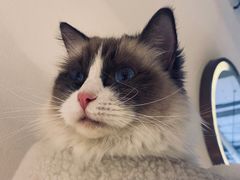 -喵喵咪呀布偶猫咖(春熙路店)