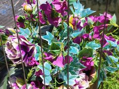 -日日鲜茶餐厅(小公园店)