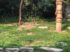 -深圳野生动物园