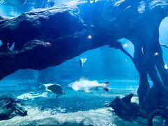 -华夏文旅海洋公园