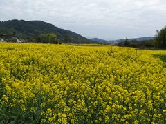 -塔川景区