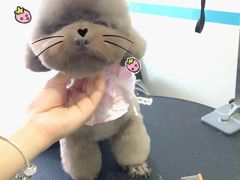-芭比堂动物医院·24小时·眼科中心(深圳中心)