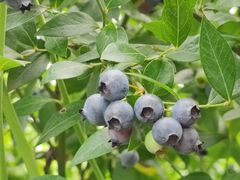 -金谷域澳洲庄园