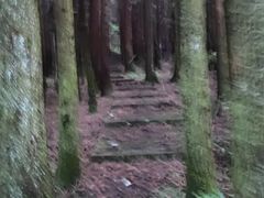 -武陵山森林公园