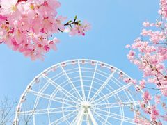 -顾村公园