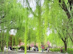 -洛阳市隋唐城遗址植物园