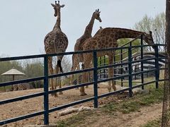 -大连森林动物园