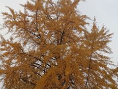 -大连理工大学(凌水校区)