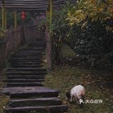 常德 | 隐居在桃花源🍃推开窗便是绿树田园