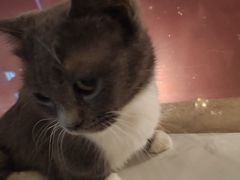 -猫爷宠物生活馆·撸猫馆