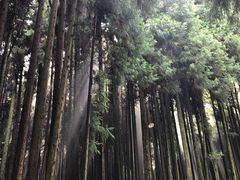 -武陵山森林公园