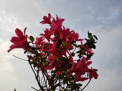 -琴亭湖公园