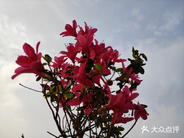 琴亭湖公园图片