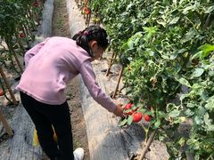 -小鱼草莓采摘园农家乐·小鱼餐厅