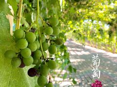 -北京张裕爱斐堡酒庄