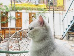 -喵屿·大理花园猫咖