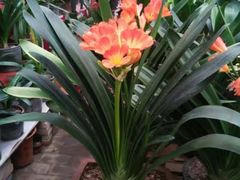 -秦美花卉(天朗·莱茵小城2期店)