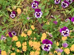 -凯德广场(武胜路店)