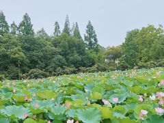 -乌村