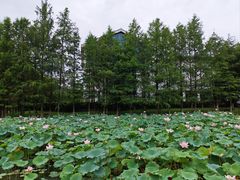 -金银湖国家城市湿地公园